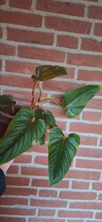 Mooie volle philodendron fuzzy petiole, Huis en Inrichting, Kamerplanten, Ophalen of Verzenden, Halfschaduw, Minder dan 100 cm