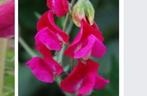 Zaden Lathyrus odoratus "Annie Gilroy", Ophalen of Verzenden, Voorjaar, Volle zon, Zaad