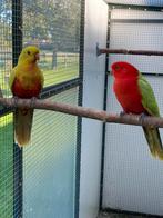 Gele  konings parkieten, Dieren en Toebehoren, Vogels | Parkieten en Papegaaien, Meerdere dieren, Parkiet, Geringd