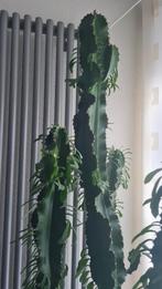 Euforbia "cactus" 2 stuks, rond 2 meter, Ophalen, Cactus, Volle zon, 200 cm of meer