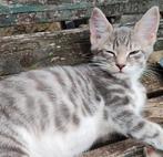 Zachtaardig, knuffelgek, speels half Maine Coon kater kitten, Dieren en Toebehoren, Katten en Kittens | Overige Katten, Poes