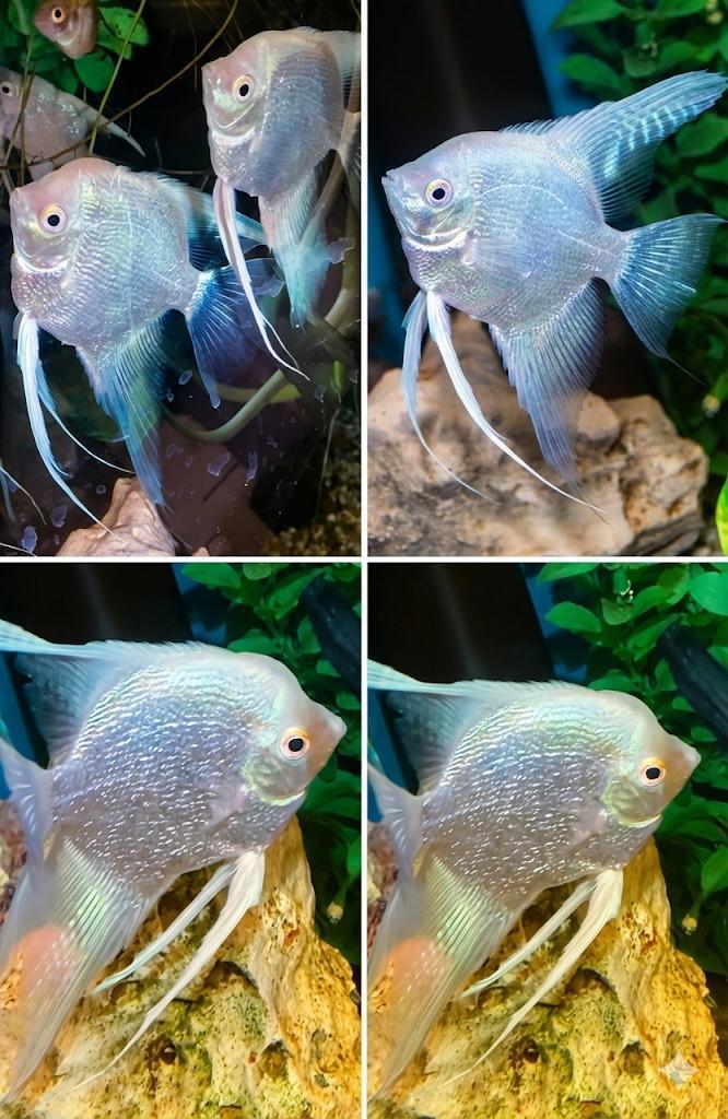 Slechts €12,50 pst Paraiba sluier Pearlskin, Dieren en Toebehoren, Vissen | Aquariumvissen, Zoetwatervis, Vis, Schoolvis