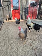 Broedeieren Ned Leghorn Zilverpatrijs en Patrijs, Dieren en Toebehoren, Pluimvee, Geslacht onbekend, Kip