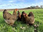 Jonge tamme Brahma kriel kippen hennen gesekst, Dieren en Toebehoren, Pluimvee, Vrouwelijk, Kip