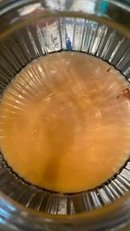 Kombucha scouby, Ophalen