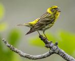 Gezocht: 1.0 of 1.1 Europese kanarie, Mannelijk, Wildzangvogel, Geringd