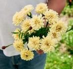 Tagetes Erecta ‘Sugar & Spice’ afrikaantjes zaden, Ophalen of Verzenden, Voorjaar, Volle zon, Zaad