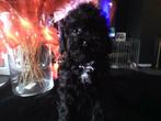 mini labradoodle puppys, Rabiës (hondsdolheid), Overige rassen, 8 tot 15 weken, Meerdere