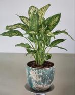 Mooie gezonde Diefenbachia met sierpot, Ophalen, Overige soorten, Halfschaduw, In pot