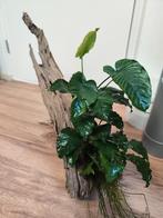 Groot stuk kienhout met grote Anubias., Ophalen of Verzenden, Plant(en), Steen of Hout