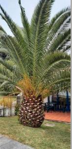 Makkelijk kiemende palmboom zaden type 1, Ophalen, Voorjaar, Volle zon, Zaad