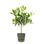 Citrus Hystrix in ELHO outdoor sierpot Greenville Rond (groe, Minder dan 100 cm, Halfschaduw, Verzenden