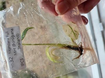 Monstera full mint  beschikbaar voor biedingen