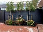 Portugese Laurier 🌿 ''Tico'🌿 Leiboom / Hoogstam (NEW), Tuin en Terras, Planten | Bomen, Ophalen