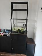 Aquarium, Dieren en Toebehoren, Vis