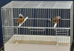 Gordelgrasvinken, Dieren en Toebehoren, Vogels | Overige Vogels, Meerdere dieren, Tropenvogel, Geringd