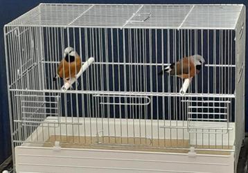 Gordelgrasvinken beschikbaar voor biedingen