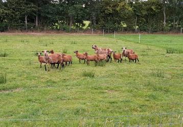 Barbados blackbelly schapen en lammetjes beschikbaar voor biedingen