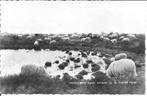 Dwingeloo Kudde Schapen op de Drentse Heide., Ophalen of Verzenden, 1960 tot 1980, Gelopen, Drenthe