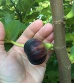 Black Madeira (gewortelde stek), Tuin en Terras, Minder dan 100 cm, Volle zon, In pot, Ophalen of Verzenden