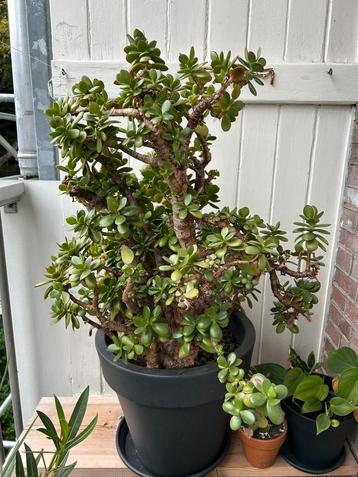 Crassula groot en gezond inclusief goede pot beschikbaar voor biedingen