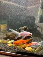 Gratis 3 x sluierstaart + aquarium en toebehoren., Dieren en Toebehoren, Vissen | Aquariumvissen, Vis