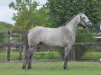 4 jarige D pony connemara ruin, Dieren en Toebehoren, B, Gechipt, Ruin, 3 tot 6 jaar