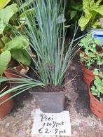 Prei planten, Tuin en Terras, Planten | Tuinplanten, Ophalen, Volle zon, Groenteplanten, Eenjarig