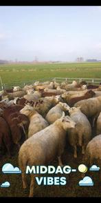 Gezocht alle soorten schapen en geiten, Dieren en Toebehoren, Schapen, Geiten en Varkens, Schaap, Meerdere dieren, 0 tot 2 jaar