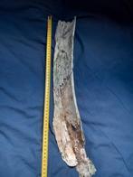 Mamoet slagtand, Verzamelen, Mineralen en Fossielen, Ophalen of Verzenden, Fossiel