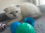 1 britse kort haar wit grijs te koop blauwe ogen, Dieren en Toebehoren, Katten en Kittens | Raskatten | Korthaar, Kater, 0 tot 2 jaar