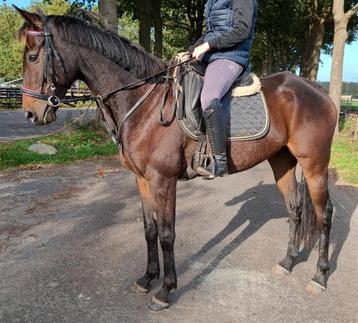 Brave 6 jr allround ruin 1,64 mtr(recreatie-manege-sport) beschikbaar voor biedingen