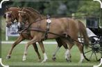 Gezocht dubbelspan welsh pony's, Dieren en Toebehoren, Paarden, Ruin, Dressuurpaard