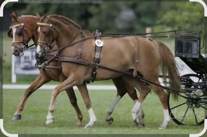 Gezocht dubbelspan welsh pony's, Dieren en Toebehoren, Paarden, Ruin, Dressuurpaard