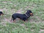 Aangeboden dwerg teckel  pups, Dieren en Toebehoren, Honden | Teckels en Dashonden, CDV (hondenziekte), 8 tot 15 weken, Korthaar