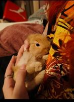 ️  6 leeuwenkop x hollander (dwerg konijntjes), Meerdere dieren, Dwerg, 0 tot 2 jaar