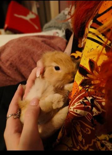 ️8 baby dwerg konijntjes ️🐰 beschikbaar voor biedingen