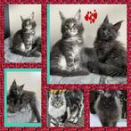 Maine Coon kittens met stamboom, Dieren en Toebehoren, Katten en Kittens | Raskatten | Langhaar, 0 tot 2 jaar, Gechipt, Poes