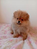 Pomeriaan pups, Dieren en Toebehoren, Particulier, 8 tot 15 weken, Buitenland, Meerdere