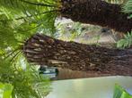 dicksonia antarctica stahoogte 1.50 meter boomvaren, Tuin en Terras, Ophalen of Verzenden, Volle zon, Overige soorten