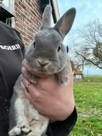 Dwerg rex bleu fawn, Dieren en Toebehoren, Konijnen, Mannelijk, Dwerg