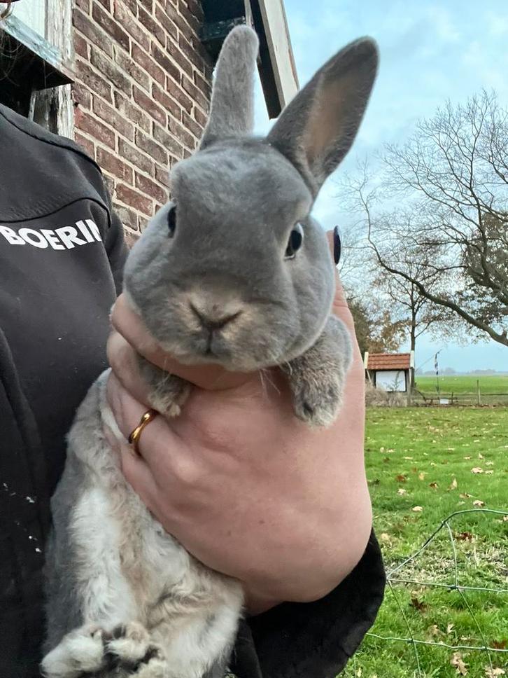 Dwerg rex bleu fawn, Dieren en Toebehoren, Konijnen, Dwerg, Mannelijk