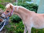 Heel knap NMPRS hengst veulen, Dieren en Toebehoren, Pony's, 0 tot 2 jaar, Hengst, A pony (tot 1.17m), Tuigpony
