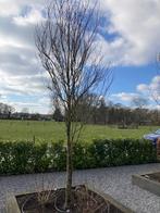 Mooie grote bomen storaxboom 2 stuks ., Tuin en Terras, Planten | Bomen, Overige soorten, 250 tot 400 cm, Zomer, Ophalen