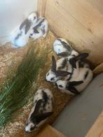 Nestje vlinder konijntjes van 5 weken, Meerdere dieren, Groot, 0 tot 2 jaar