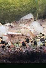 Caridina parvidentata malawa garnalen, Dieren en Toebehoren, Kreeft, Krab of Garnaal