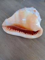 Casis rufo cameo schelp, Verzamelen, Mineralen en Fossielen, Ophalen of Verzenden, Schelp(en)
