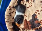 Jonge cavia's, Mei, Meerdere dieren, Cavia