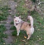 LISA, VROLIJK, KLEIN,  MENSGERICHT, TEEFJE, KAN MET KATTEN, Dieren en Toebehoren, Honden | Niet-rashonden, Particulier, Rabiës (hondsdolheid)