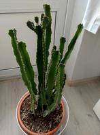 Euphorbia cactus in pot, Tuin en Terras, Planten | Tuinplanten, Volle zon, Vaste plant, Bloeit niet, Ophalen
